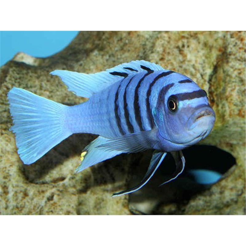 Cynotilapia afra white - imagine 5